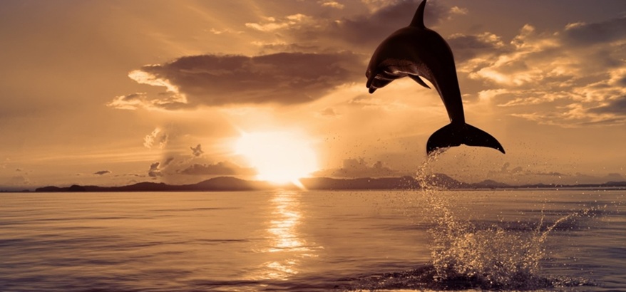 Tips Memilih Lensa Bekas