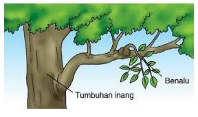 Persiapkan Ujian dengan Tryout Online IPA Tumbuhan