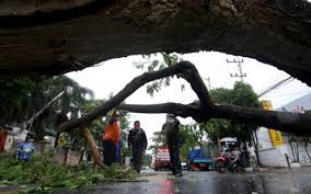 Tragis! WNA Prancis Tewas Tertimpa Pohon Tumbang Saat Berwisata di Padang