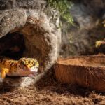Ingin Gecko Cepat Beradaptasi? Gunakan Alas Kandang Cocohusk yang Tepat
