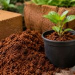 Cara Pakai Cocopeat sebagai Media Tanam agar Tanaman Tidak Mudah Layu